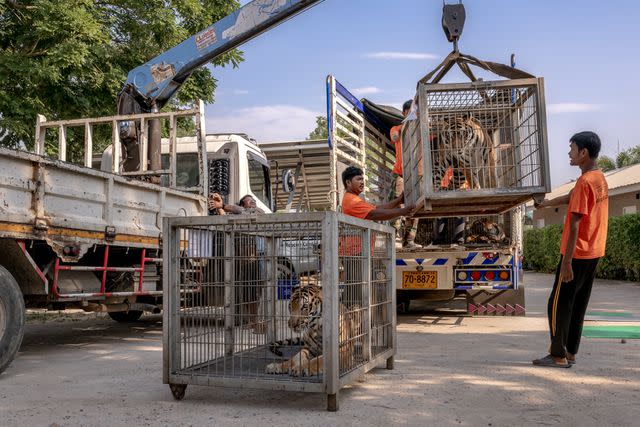 <p>WFFT/Amy Jones</p> Transport cages contained rescue tigers arriving at Wildlife Friends Foundation Thailand