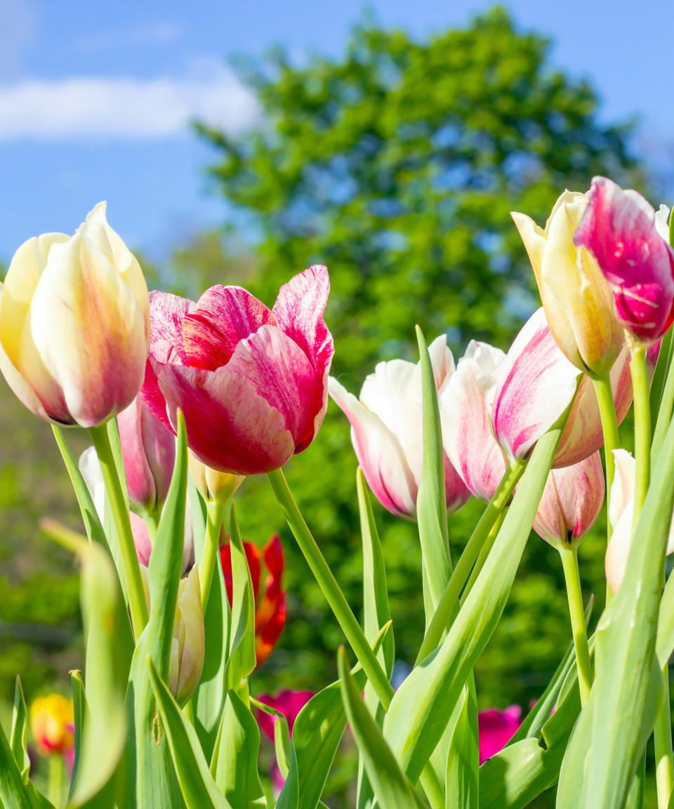 Yellow and pink tulip fields