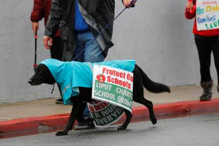 A teacher gets help from his dog as the Los Angels public school teachers continue to their strike as it enters its third day in Gardena, California, U.S., January 16, 2019. REUTERS/Mike Blake