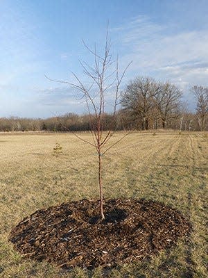 A newly planted tree with a properly installed watering ring and mulch placed away from the base of the trunk.