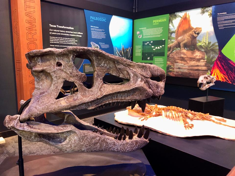 The skull of a postosuchus, a crocodile-like creature from the Triassic period, is displayed at the Texas Science & Natural History Museum in a new "Texas Transformation" gallery providing an overview of life in Texas over 600 million years. On the wall in the background is an artist's rendering of a dimetrodon.