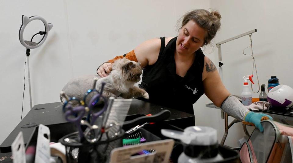 Aubrey Bird cares for a cat client at Fancy Felines, a cats-only grooming salon.