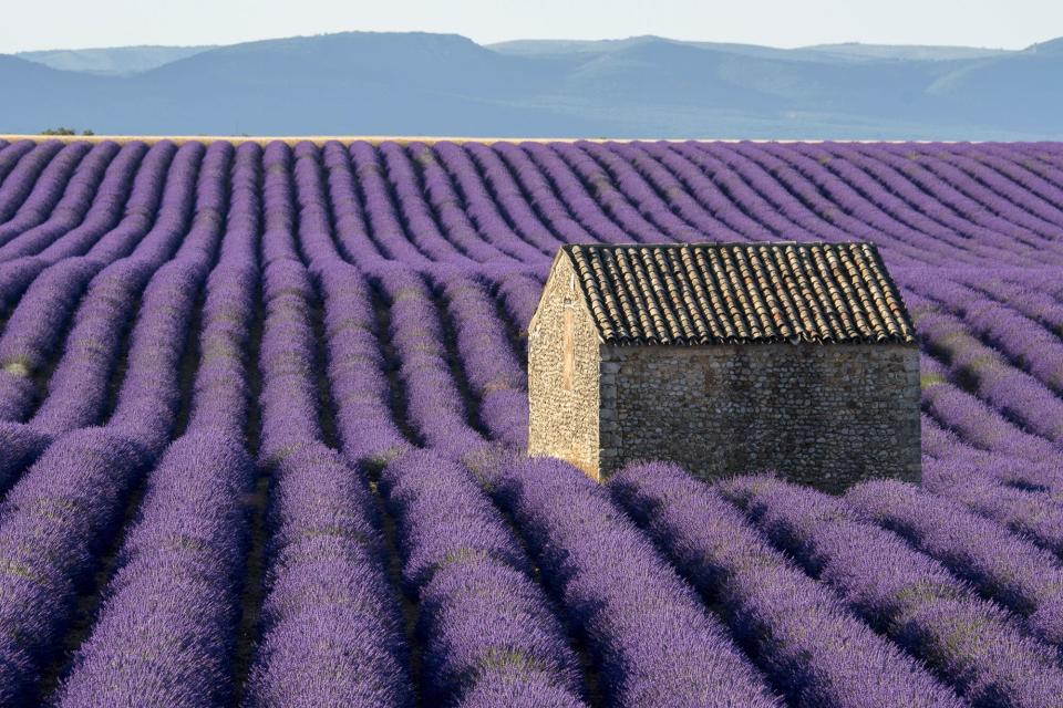 A small stone hut (Mazet) in a lavender field on the Valensole plateau near Digne-les-Bains and the Verdon gorges in the Alpes-de-Haute-Provence region in southern France