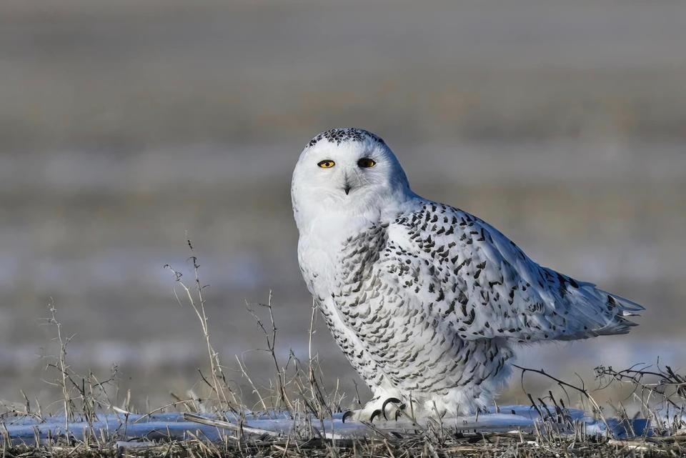 Snowy Owl 