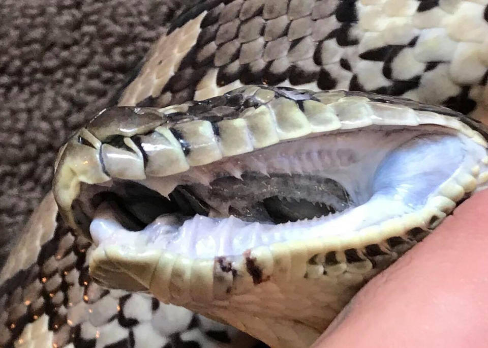 An image of one of Mr Brown’s snakes shows just how many teeth the reptiles can have. Source: Supplied