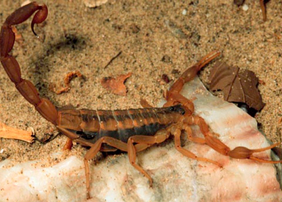 A striped bark scorpion is brown with darker brown stripes.