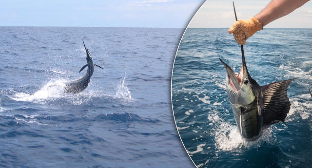 Woman impaled by sailfish as friend tries to reel it in