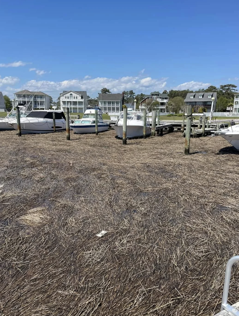 A dock with boats and waterfront homes in the background, with reeds scattered in the foreground