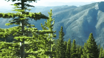 Trees and mountains