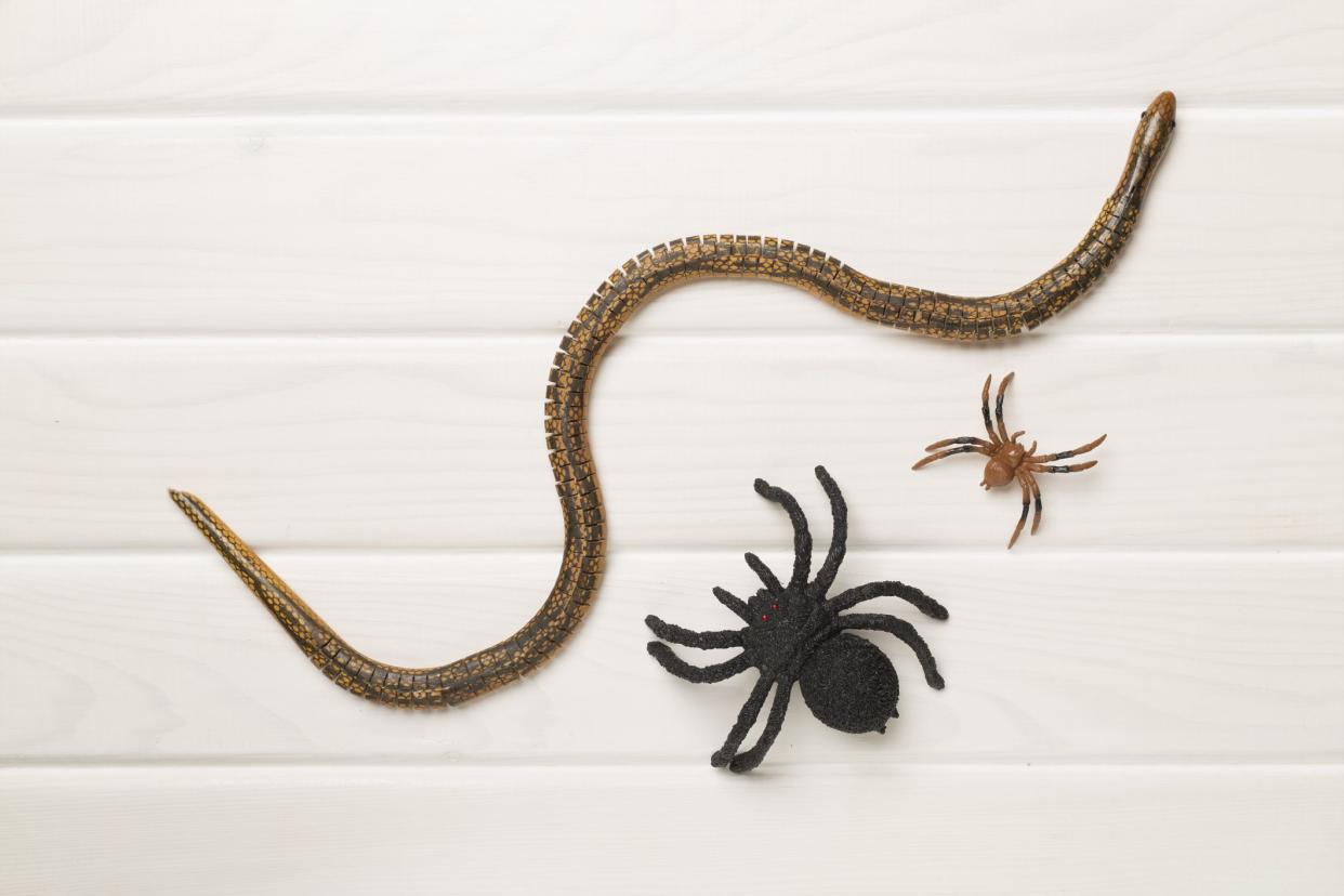 Snakes and spiders on wooden background, top view
