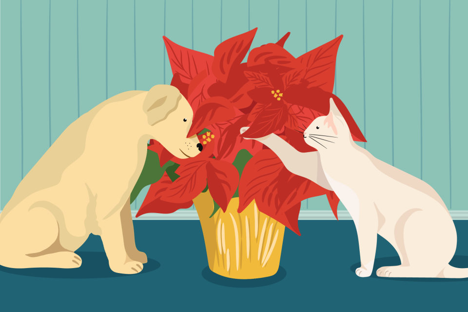 cat and dog playing with poinsettia; are poinsettias poisonous to cats and dogs?