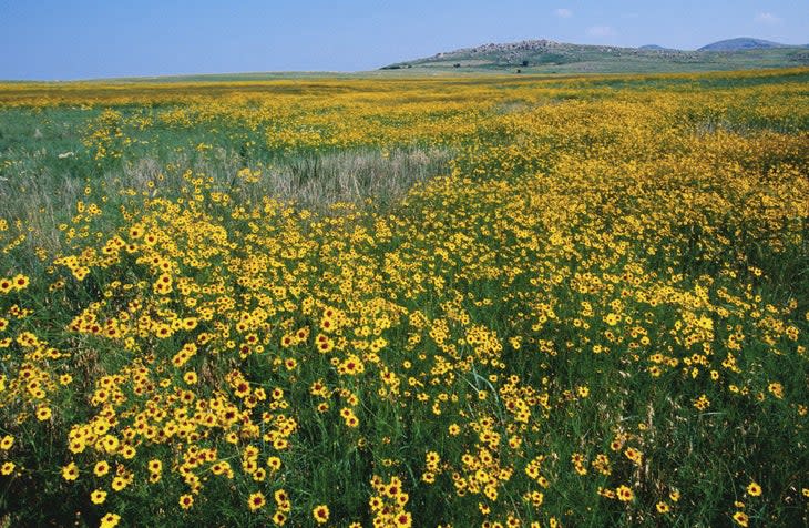 <span class="article__caption">Wildflowers dot the prairie of the WMNWR.</span> (Photo: John Elk / The Image Bank via Getty Images)