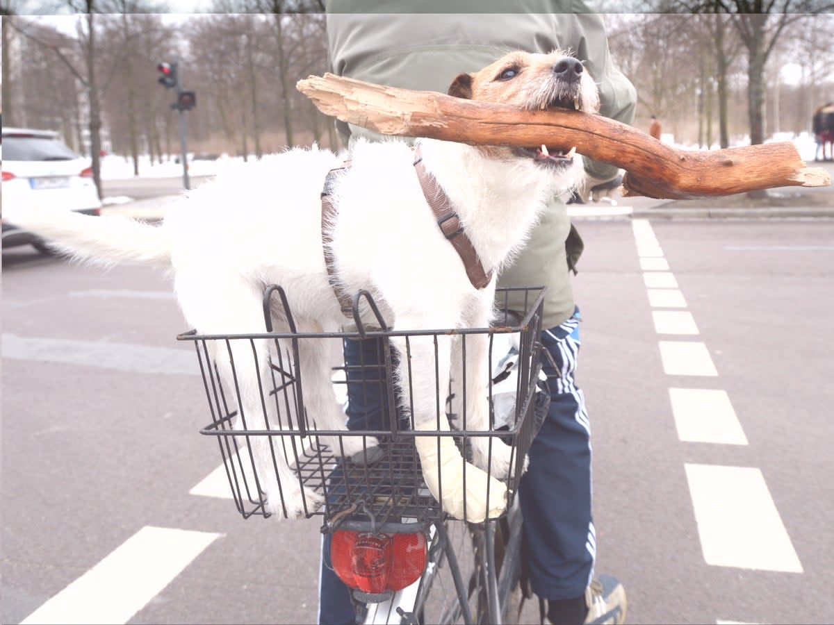 A stock image of a dog holding a large stick.  (DPA/AFP via Getty Images)