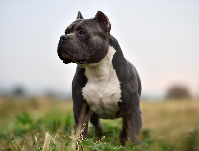 American Bully Dogs Have Been Banned in Two Countries - PetHelpful News