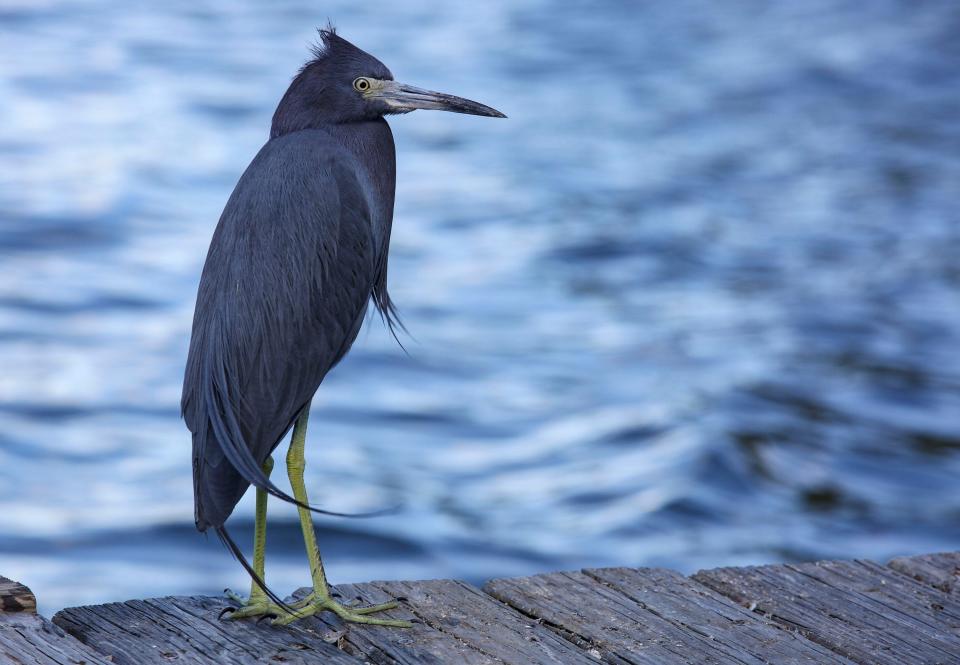 A blue Heron stands as its feathers blow in the cool wind on Jones Pier, Monday, Jan. 29, 2024, in Indian River County.