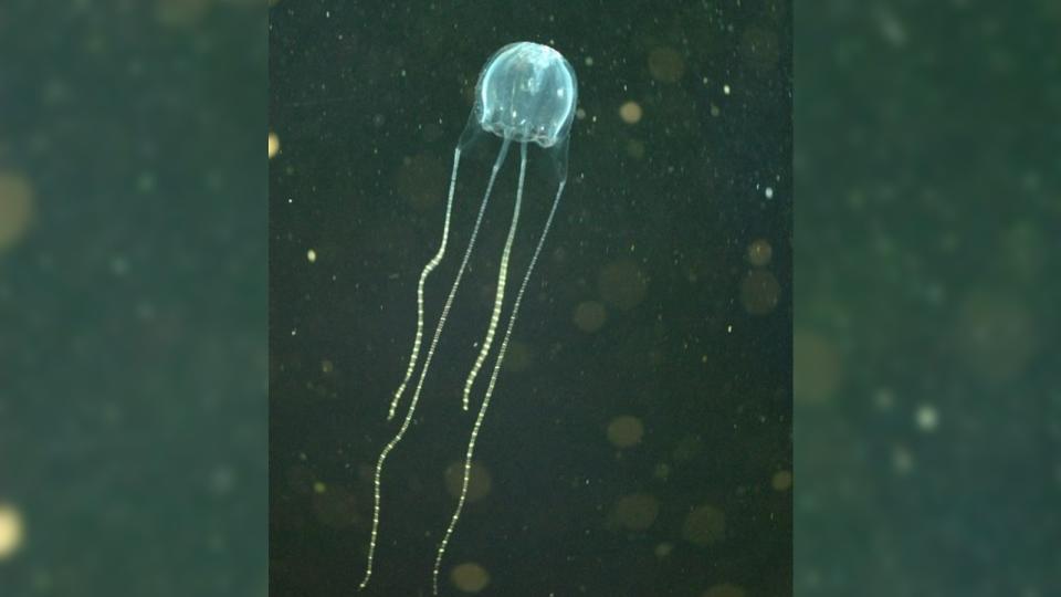 A translucent blue jellyfish swimming in murky green water