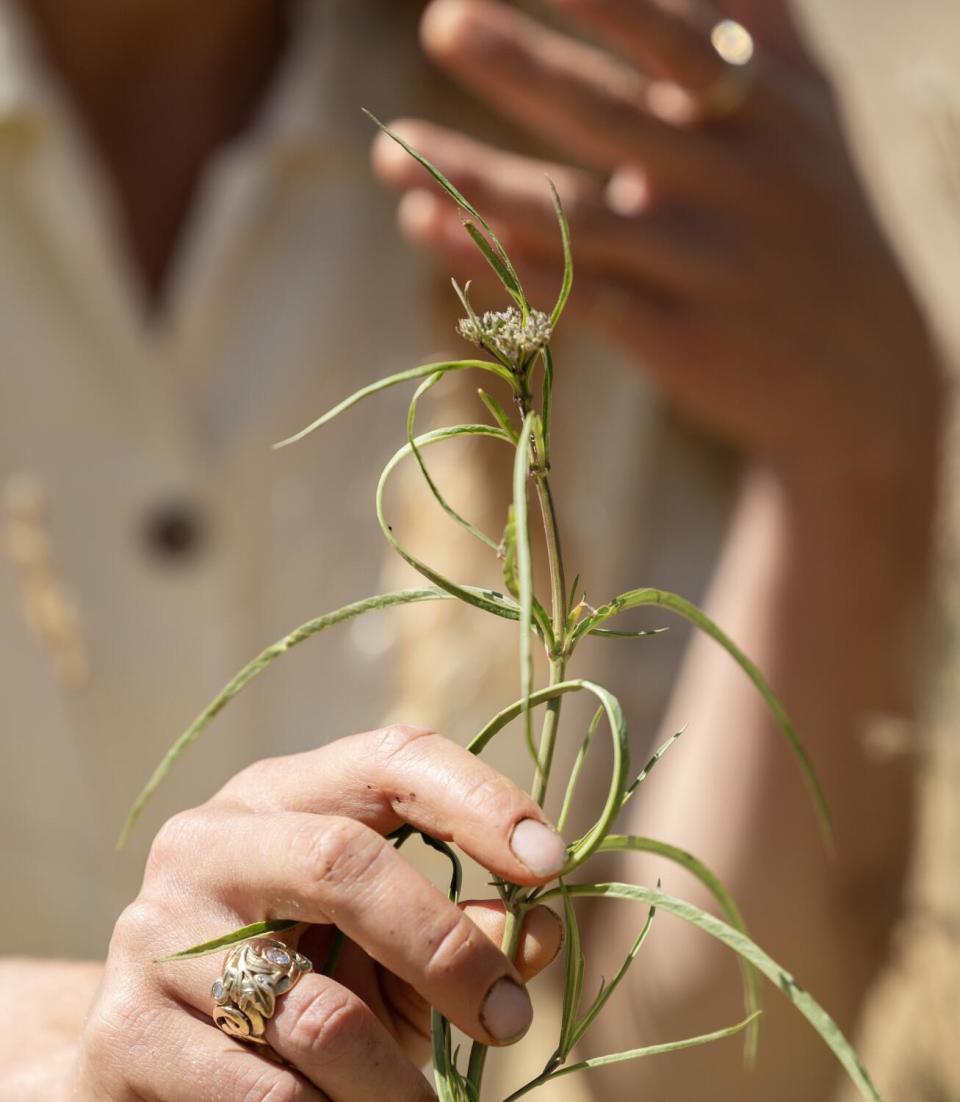 Narrow-leaf milkweed grows among the grape vines at Âmevive vineyard in Los Olivos.