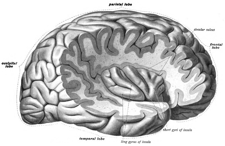 <span class="caption">The insula region.</span> <span class="attribution"><a class="link " href="https://en.wikipedia.org/wiki/Insular_cortex#/media/File:Sobo_1909_633.png" rel="nofollow noopener" target="_blank" data-ylk="slk:Wikipedia;elm:context_link;itc:0;sec:content-canvas">Wikipedia</a></span>