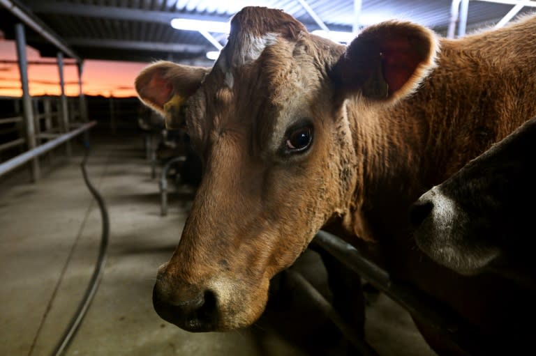 Livestock farming is a major source of methane, along with energy generation and landfills (William WEST)