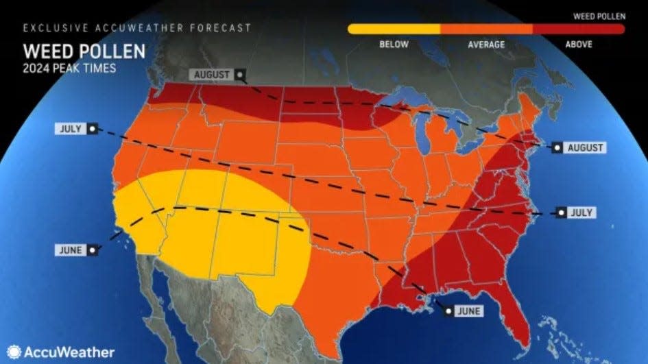 The weed pollen season peaks in August and is expected to be above average in Southern New England.