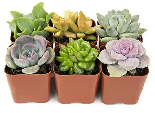 4) Six-Pack Succulents