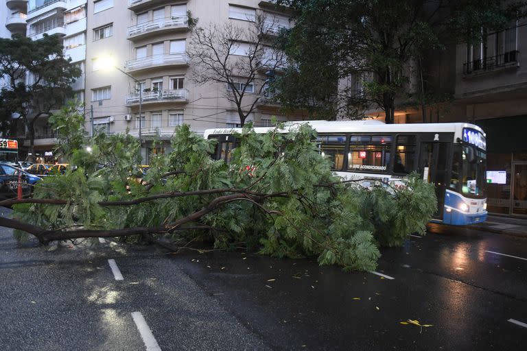 La tormenta dejó gran cantidad de árboles caídos en CABA