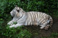 There are currently more than 2,500 Bengal tigers outside captivity