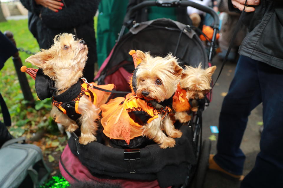 NYC pups in cute and creative costumes for annual Halloween Dog Parade