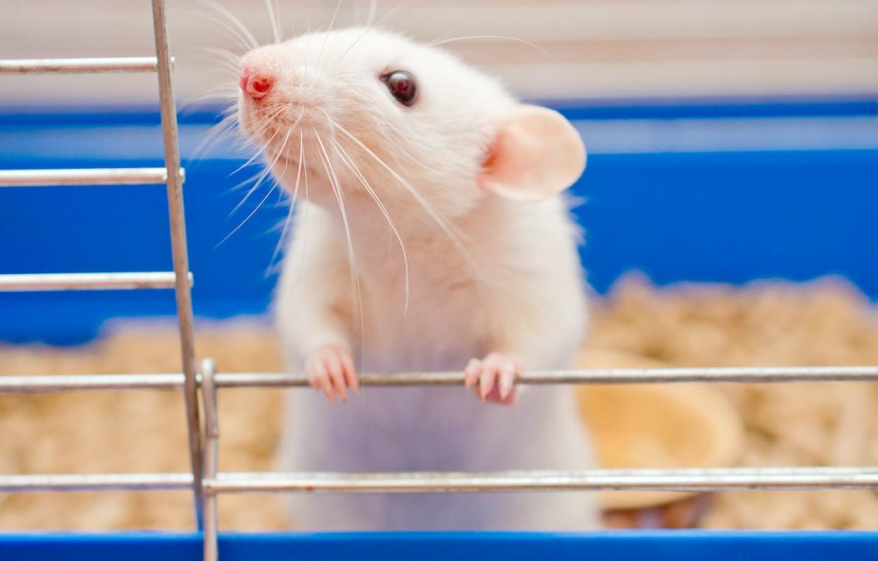 <a href="https://www.shutterstock.com/image-photo/funny-white-rat-looking-out-cage-592100393" rel="nofollow noopener" target="_blank" data-ylk="slk:Shutterstock;elm:context_link;itc:0;sec:content-canvas" class="link ">Shutterstock</a>