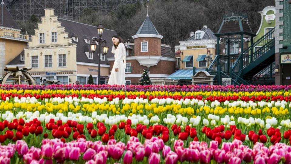 在櫻花開之前，愛寶樂園先給你鬱金香的花海，愛寶樂園的「鬱金香季」從3月16日開始，一路到4月28日，整個愛寶樂園都將會是一片鬱金香圍繞。