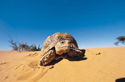 <b>Were dinosaurs cold and slow, like a tortoise?</b> Getty Images