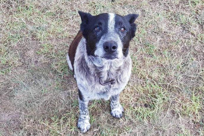 Loyal dog: Max staying with Aurora through the night after she wandered out of her home: Queensland Police