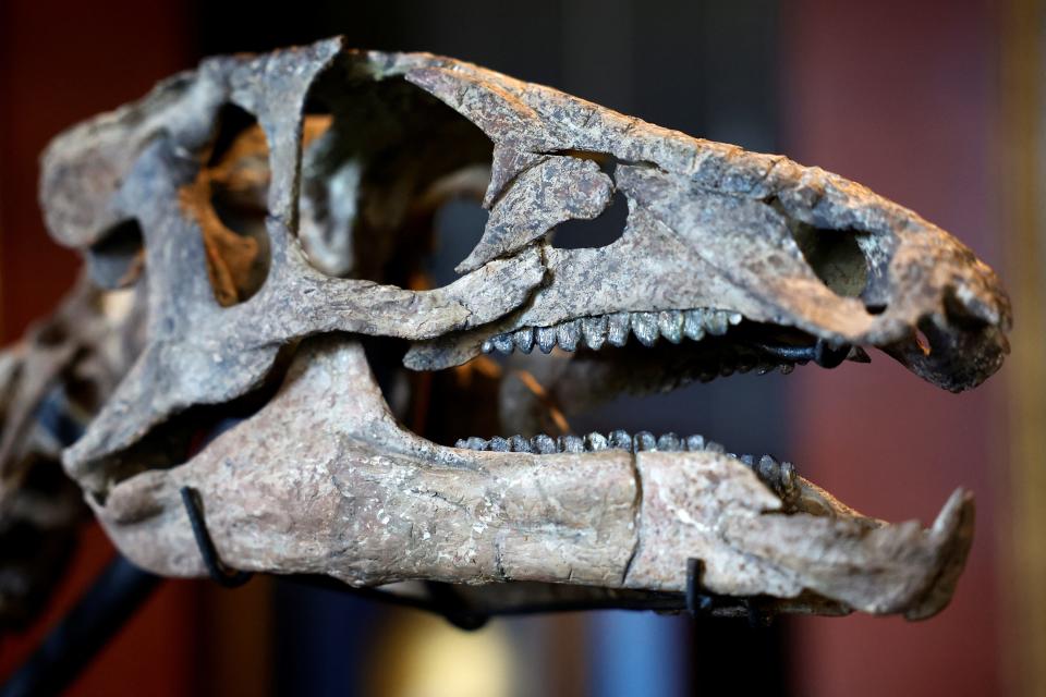 A close-up look of the dinosaur's skull.