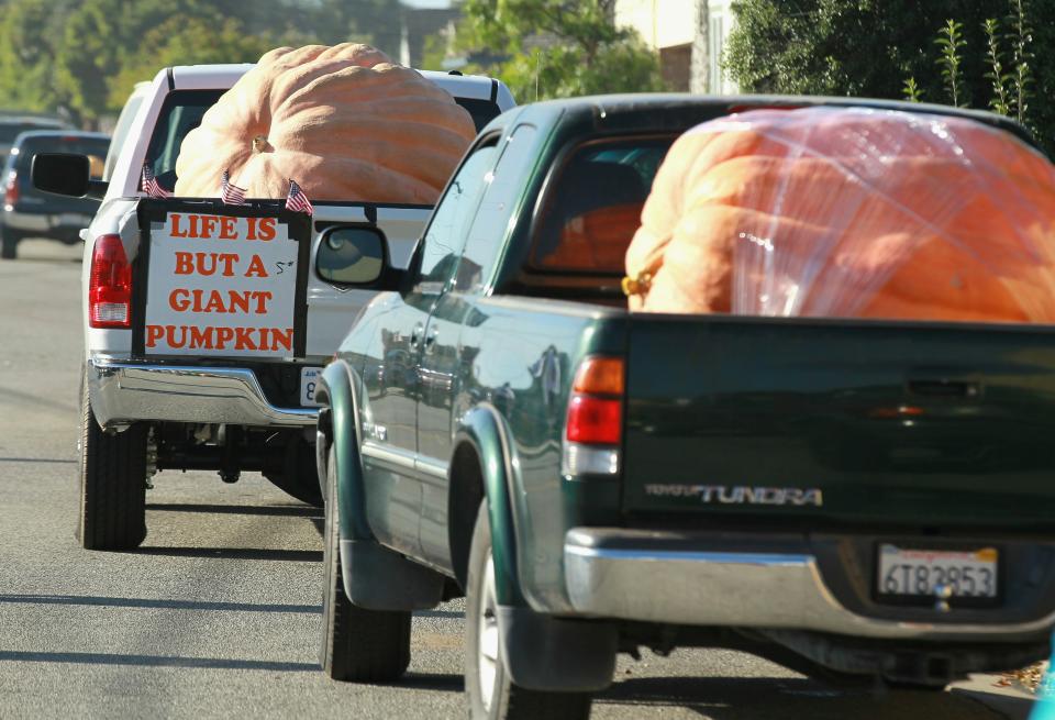 HALF MOON BAY, CA - OCTOBER 11: Trucks loaded with giant pumpkins line up before the start of the 37th Annual Safeway World Championship Pumpkin Weigh-Off on October 11, 2010 in Half Moon Bay, California. Ron Root of Citrus Heights, California won the competition with a 1,535 pound pumpkim and took home $9,210 in prize money equal to $6 a pound. (Photo by Justin Sullivan/Getty Images)