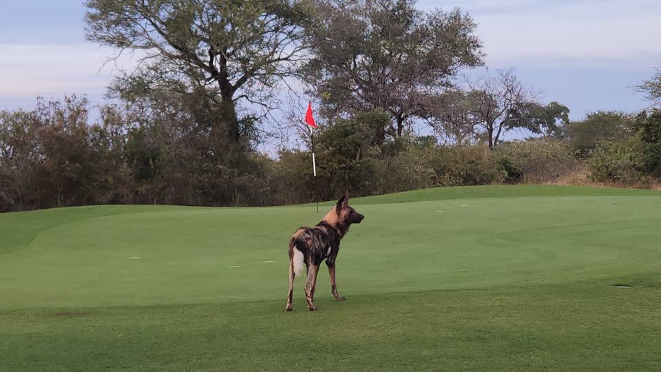 Endangered African hunting dogs are a rare sight at Skukuza. - Indalo Wiltshire Skukuza Golf Club