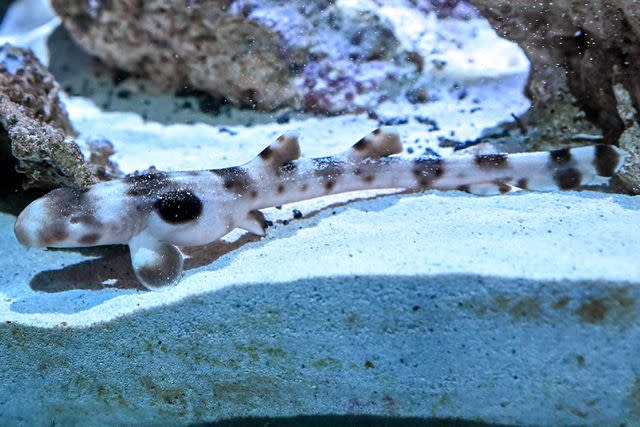 <p>Jim Schulz/CZS-Brookfield Zoo</p> An epaulette shark pup hatched from asexual reproduction at the Brookfield Zoo in August