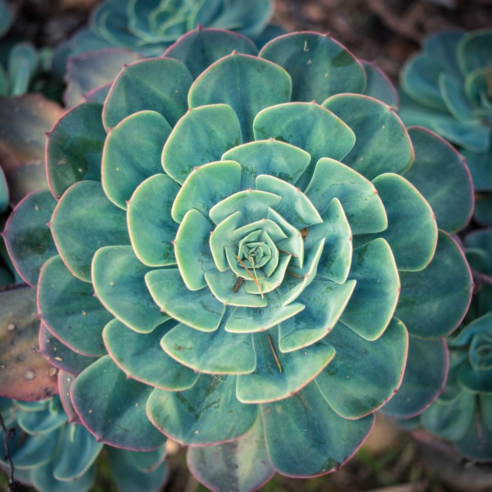 Echeveria