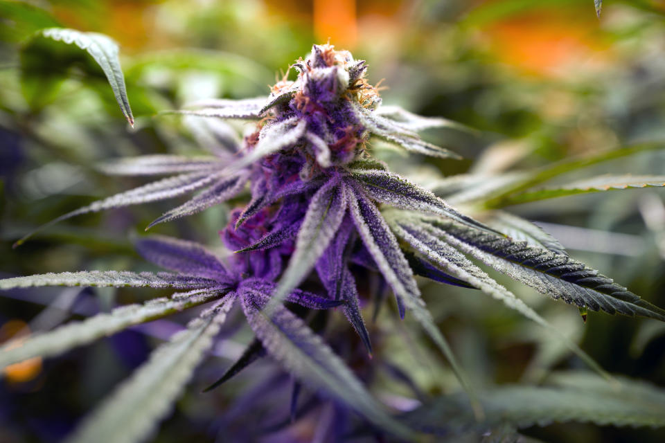 FILE - This May 20, 2019 photo shows a mature marijuana plant flowering prior to harvest under artificial lights at Loving Kindness Farms in Gardena, Calif. Experts recently dubbed cannabis the fastest-growing industry in the U.S. Legal weed generated $10.4 billion in the United States in 2018, and the number of "plant-touching" jobs is expected to pass 500,000 by 2022, according to New Frontier Data, a cannabis market research and data analysis firm. (AP Photo/Richard Vogel, File)