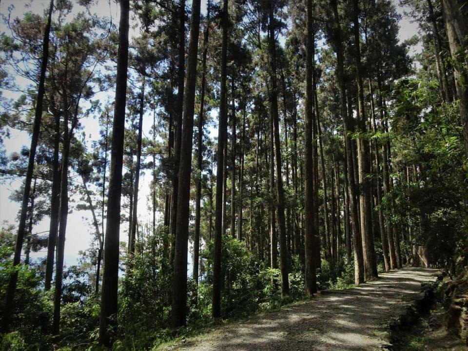 120元逛整天！「南部小溪頭」4/21起免預約入園，票價、路線、交通資訊一次看