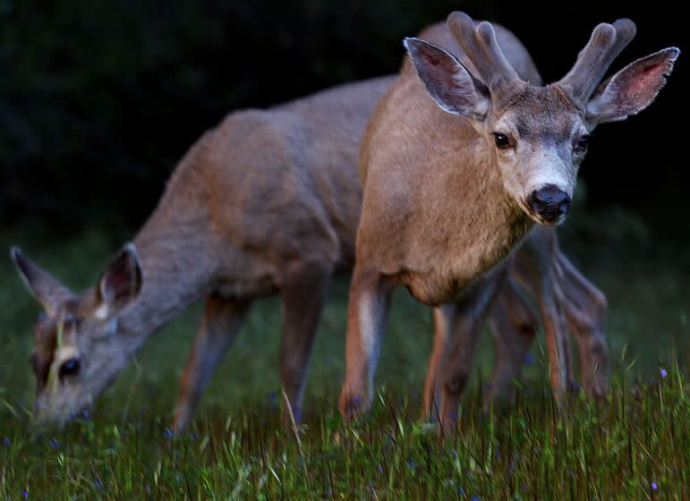 Sequoia5. Mule deer feed on spring grasses in the lower reaches of Sequoia National Park. Unseasonably cold weather has left about a foot of snow in higher elevations of the park, where temperatures would normally be more spring–like at this time of year.