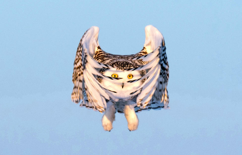 Flying owl