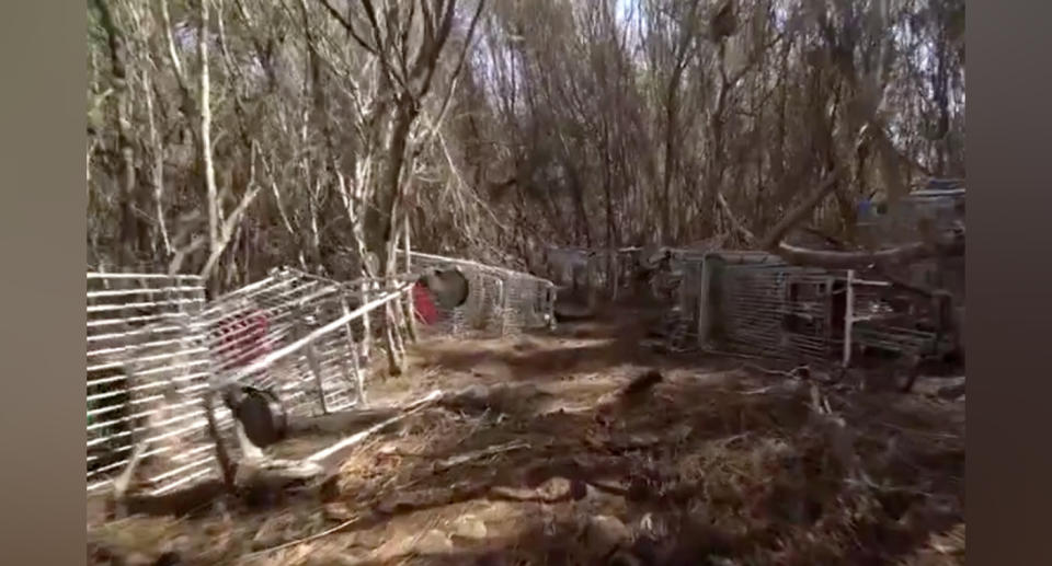 Hundreds of trolleys were dumped in Sydney's Garigal National Park