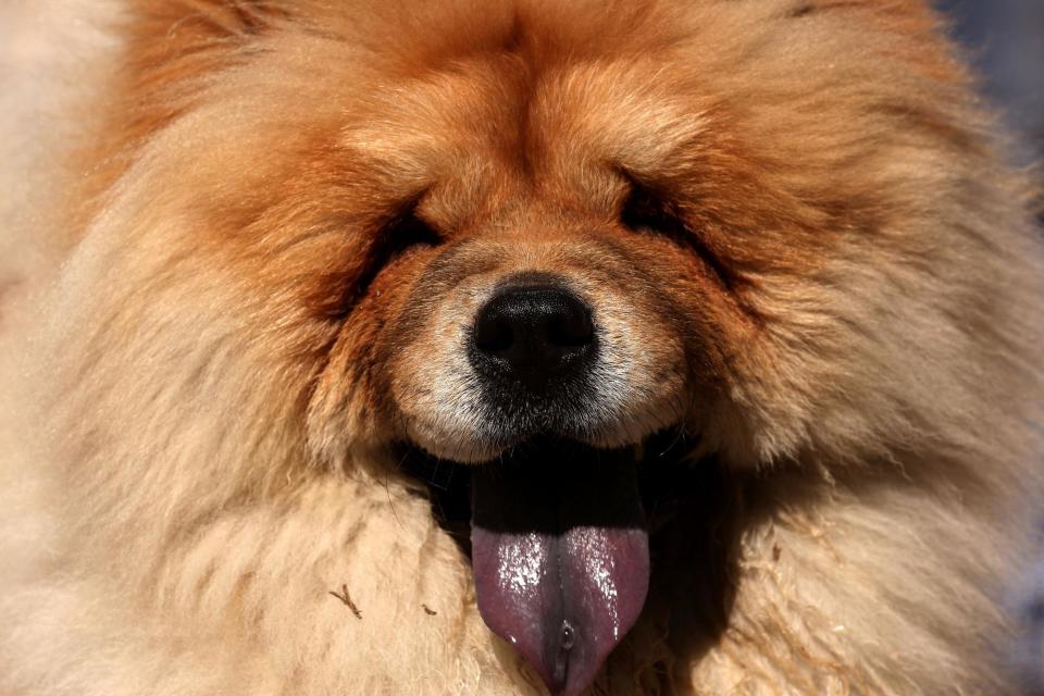 Dog lovers bombarded police with messages online calling for the furry chow-chow pup to be released (file image): AFP/Getty Images