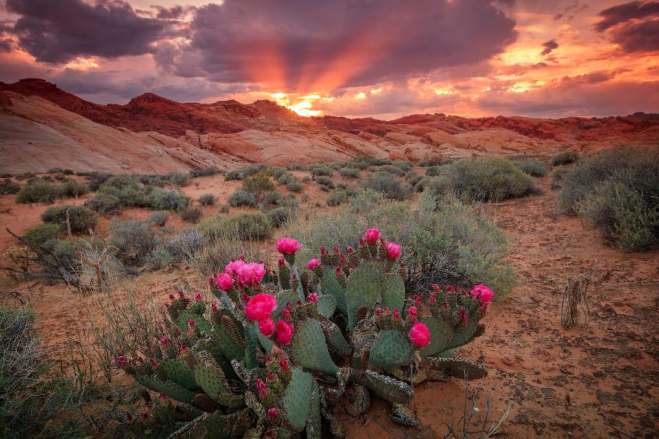 Nevada in the Spring