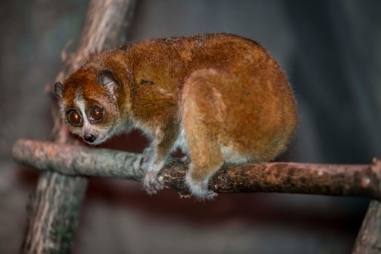 One of the Milwaukee County Zoo's pygmy slow lorises looks out of the enclosure at the small mammals building. The animal is nicknamed "little fire face" because of the markings on their face.
