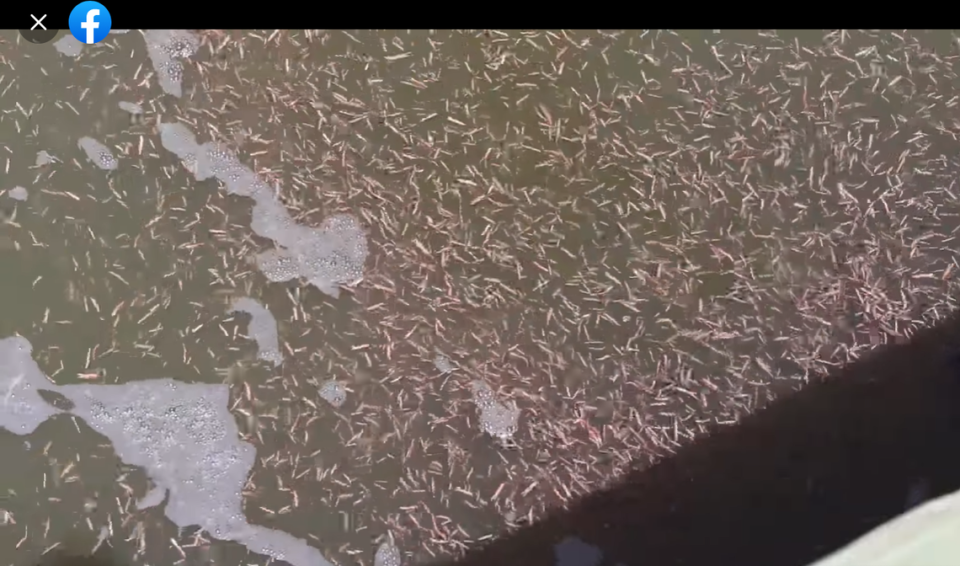 Sea worms swarming along the South Carolina coast.