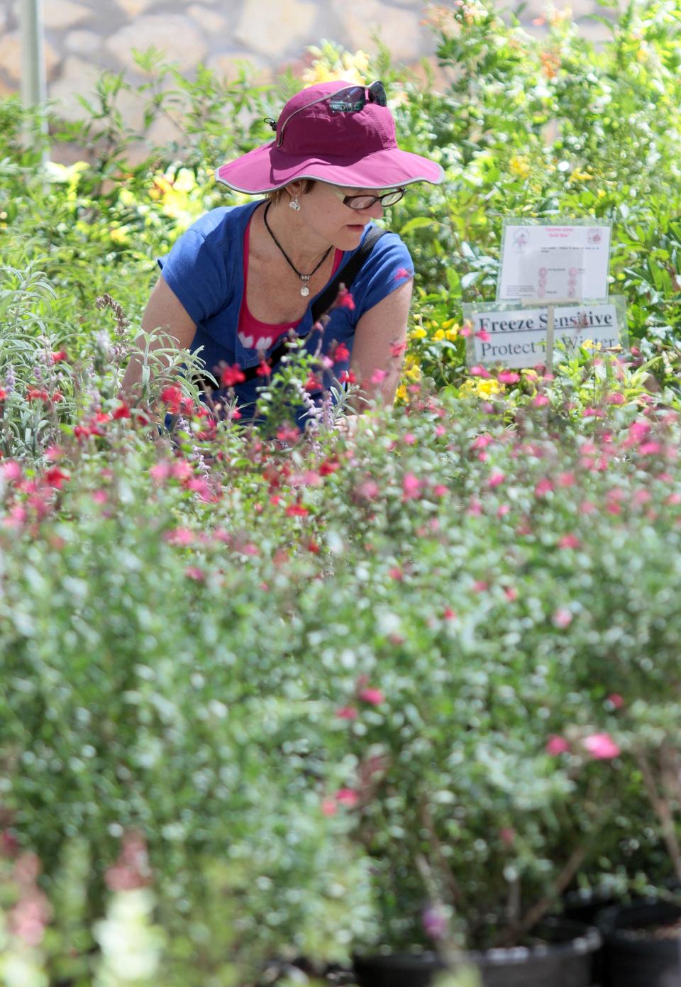 The Centennial Museum and Botanical Gardens will have its FloraFest plant sale starting at 9 a.m. Saturday, April 6 at UGLC Plaza on campus at UTEP, next to the museum.