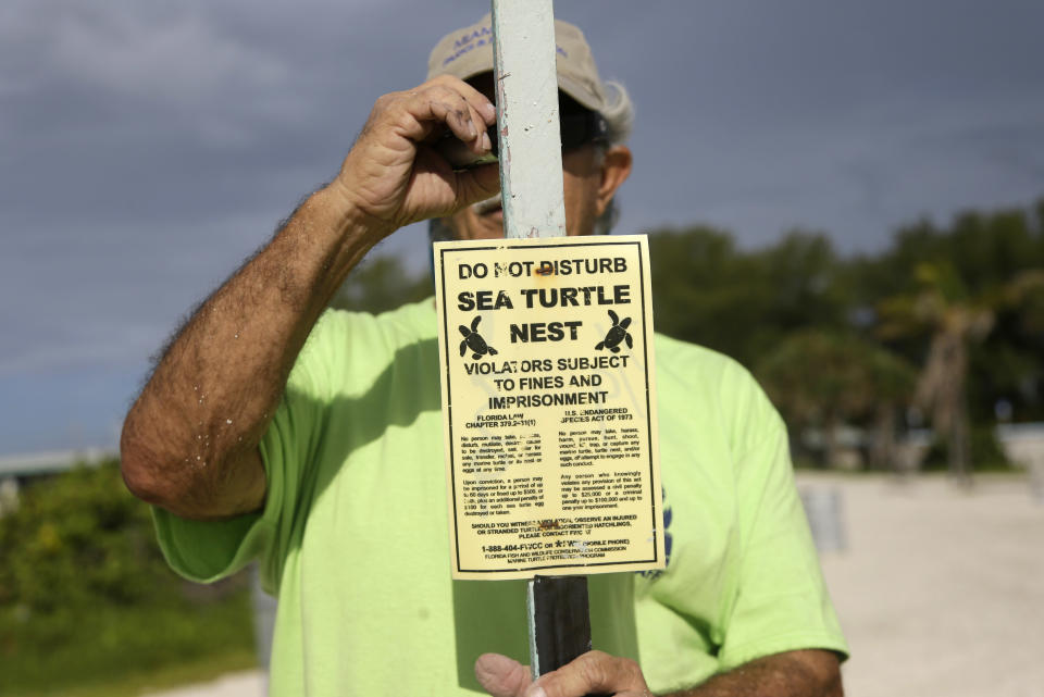 In this photo taken Tuesday, July 9, 2013, Bill Ahern, a conservation specialist for the Miami-Dade County Parks, posts a sign to identify a sea turtle nesting sight on Haulover Beach in Miami. All sea turtles are protected by the Federal Endangered Species Act. It is against the law to touch or disturb nesting sea turtles, hatchlings, or their nests. Sea turtle nesting season on Florida's Atlantic coast runs from March through October. (AP Photo/Lynne Sladky)