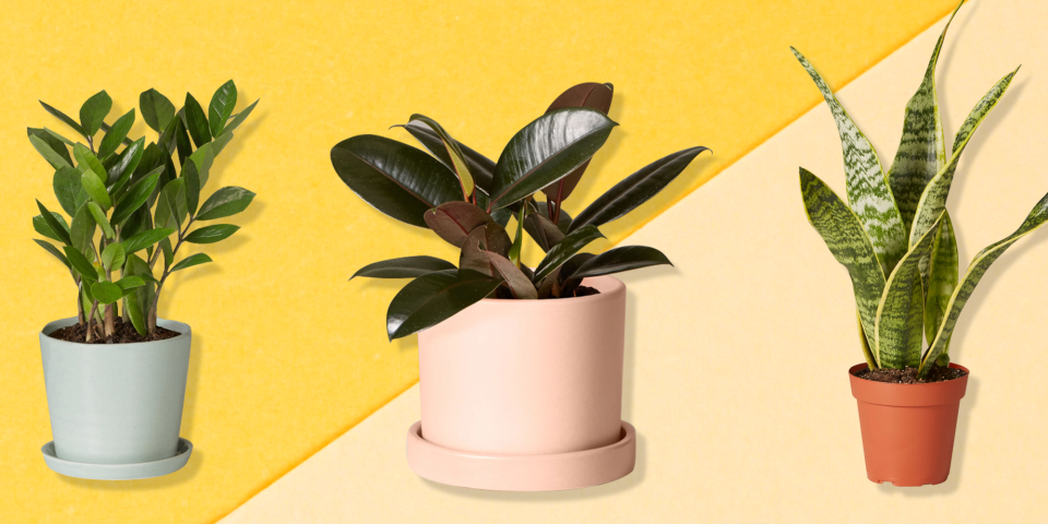 Air-Purifying Plants That Will Help You Breathe Easier