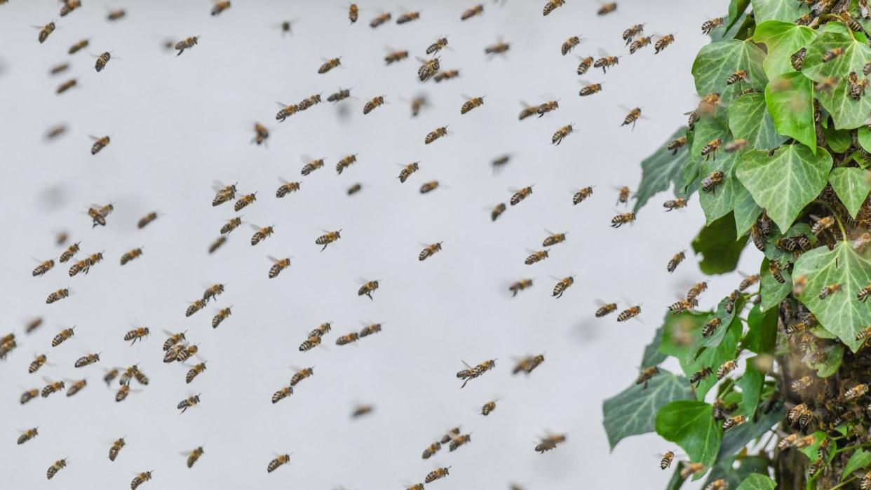 Allein in Deutschland gelten 55 Prozent der fast 600 Wildbienenarten als gefährdet. Foto: Patrick Pleul